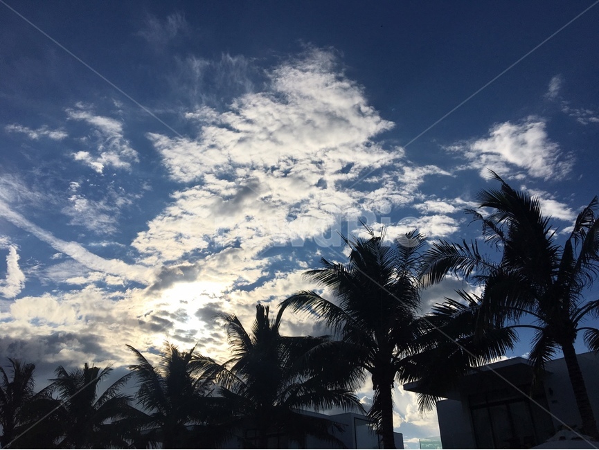 구름,햇빛,야자수,하늘,파란색,흰색,nature,밝음,palmtree,sky,blue,sun,cloud