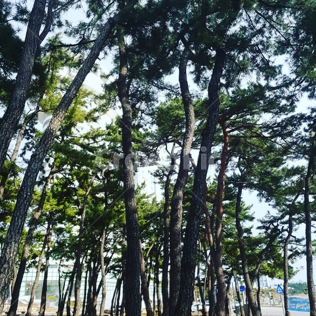 소나무,나무,숲,모래사장,바다