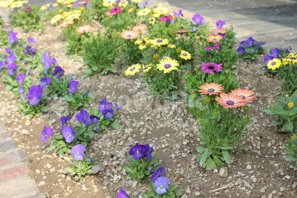 식물,자연,꽃,봄,아름다움,식물,자연,plants,nature,꽃,flower