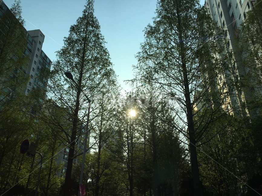 아파트,나무,자연,하늘,tree,가로수