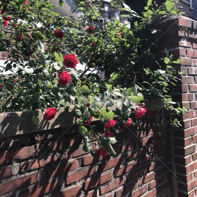 장미,꽃,자연,그림자,rose,flower,nature,shadow,식물,자연,plants,nature,꽃,flower