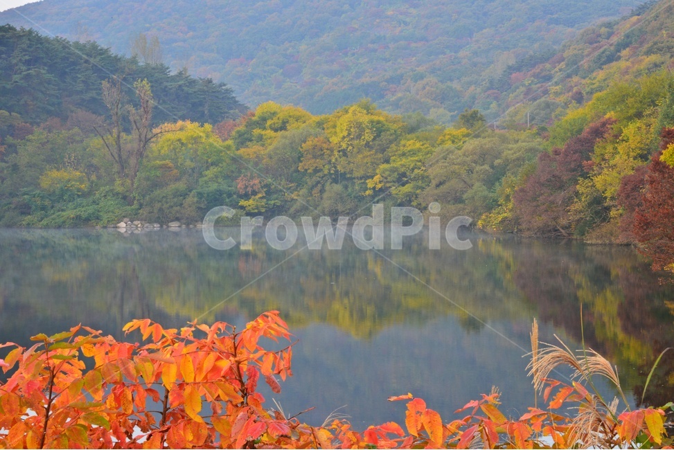 leaf,잎,plant,식물,nature,자연,outdoors,옥외,water,물,tree,나무,maple,단풍,광주,북구,금곡동,풍암제,풍암제가을,추색,가을,반영,가을,계절,fall,autumn,season,자연,풍경,nature,landscape