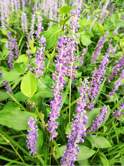 꽃,식물,flowers,plants,보라,purple,식물,자연,plants,nature,꽃,flower