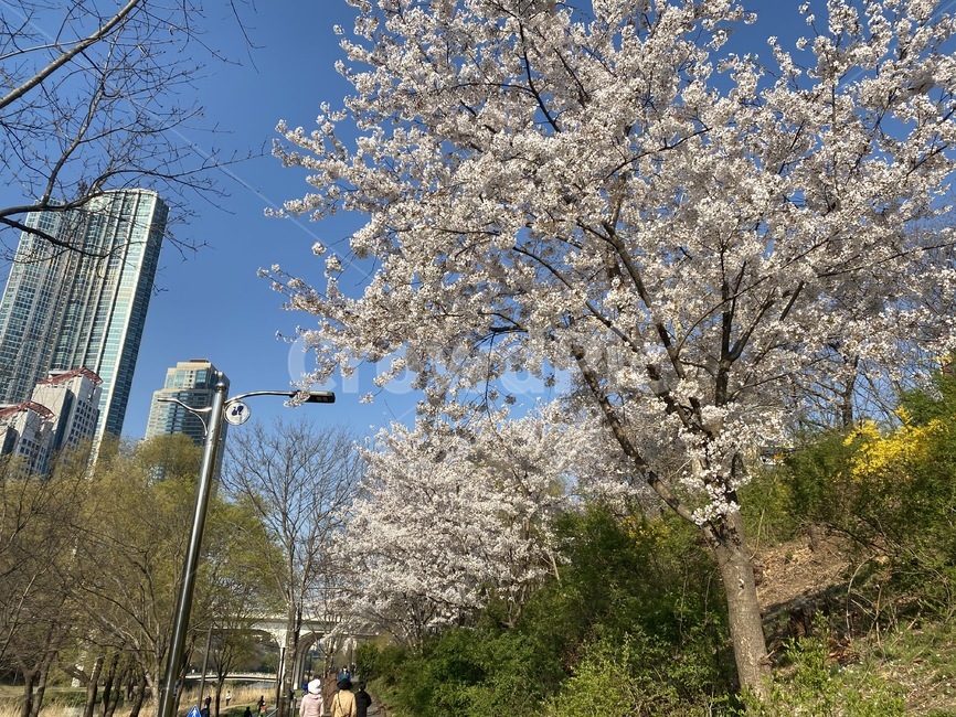 forsythia,Cherry Blossom,blossom,cherryblossom,plant,flower viewing,flower