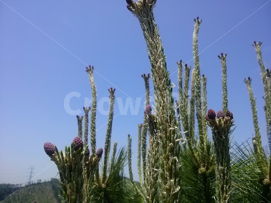 소나무,하늘,솔방울,솔잎,자주빛솔방울,미니,솔향기,식물,자연,plants,nature