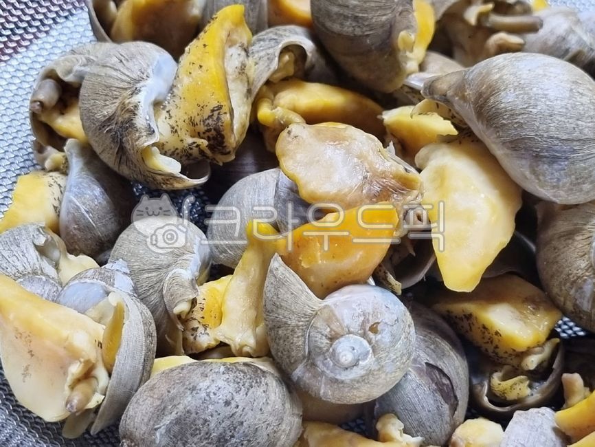 conch,snail,seashell,turbanshell,clamshell,sea snail,cookingmaterial,seasnail,Whitenecked guy,Food Ingredients,escargot,ingredients,foodmaterial,seafood,beating,spiralshellfish,Whelk,cooking ingredients,food,shellfish,shell,seafoodproducts,clam,topshell,f