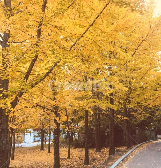 은행,가을,나무,maple,식물,plant