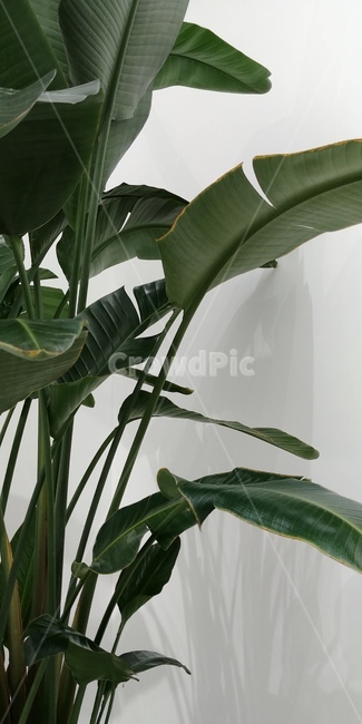 식물,plant,대형식물,초록색,조용함,힐링