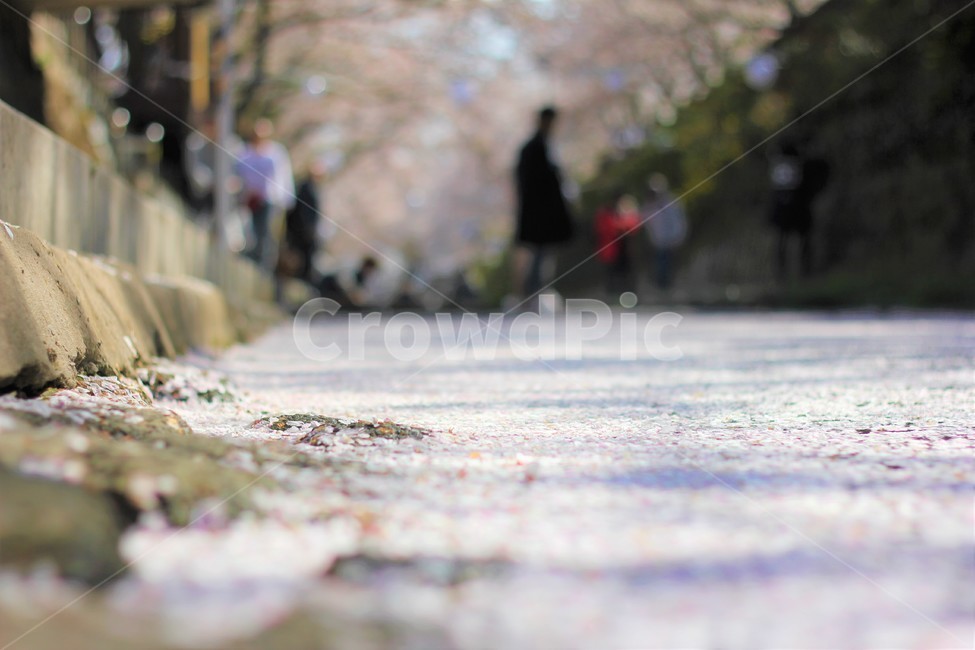 벚꽃,물위의벚꽃,돌사이벚꽃,꽃놀이,벚꽃놀이,봄,계절,spring,season,asphalt,아스팔트
