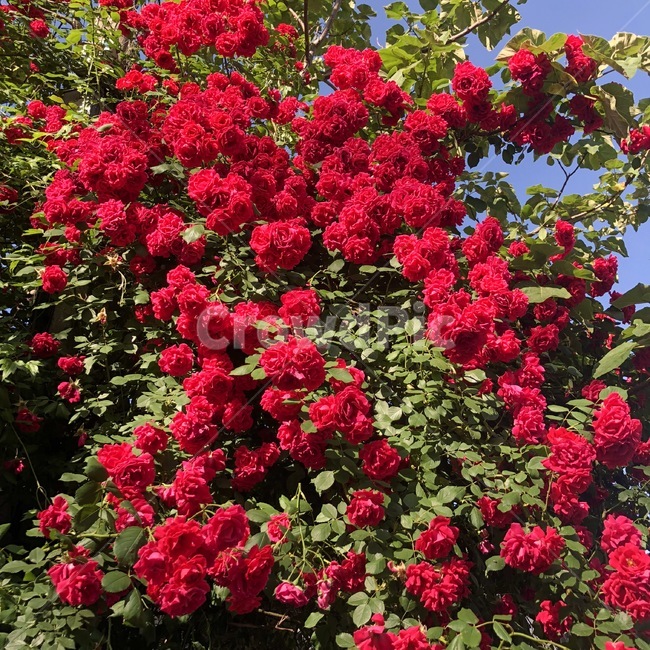 장미,꽃,봄,풍경,접사,flower,rose