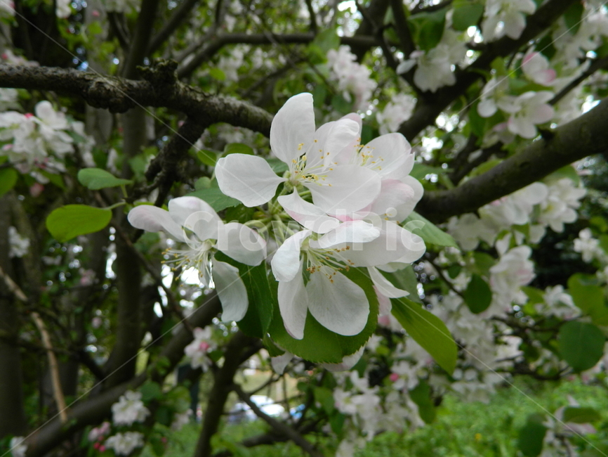 plant,식물,장미과,rocaceae,벚꽃,흰색,blossom