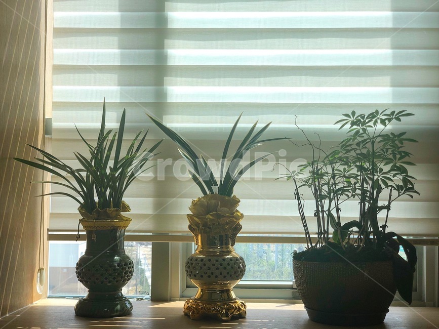 난,화분,사무실화분,사무실난,블라인드,실내용화초,화분,화초,house plant