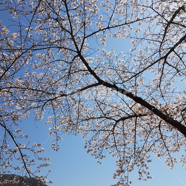 벚꽃,봄,벚꽃나무,대학로,하늘,꽃