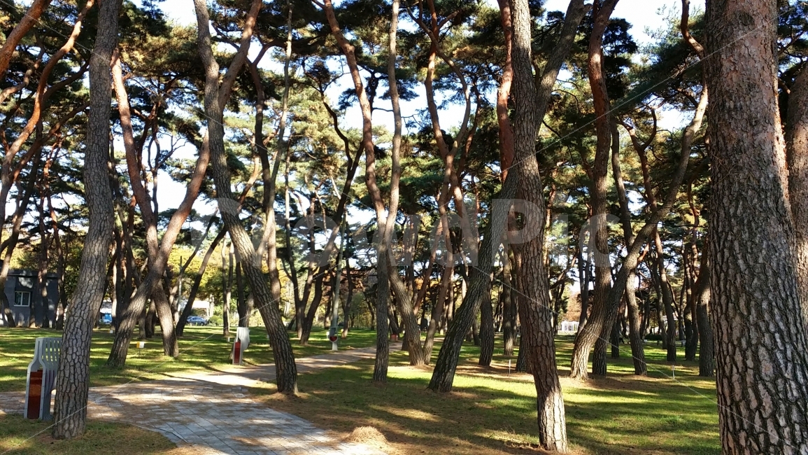 식물,소나무,나무,거리,그늘,자연,풍경,nature,landscape,식물,plants,나무,trees,wood,tree,plant,tree trunk,나무 줄기