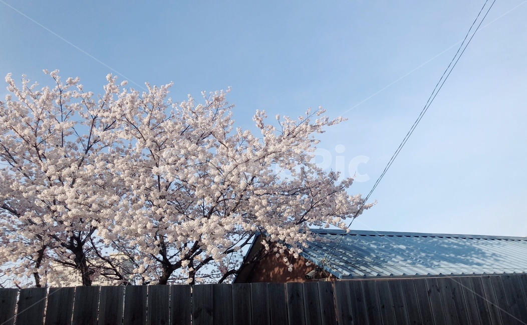 벚꽃,집,지붕,하늘,봄,봄,계절,spring,season,plant,식물