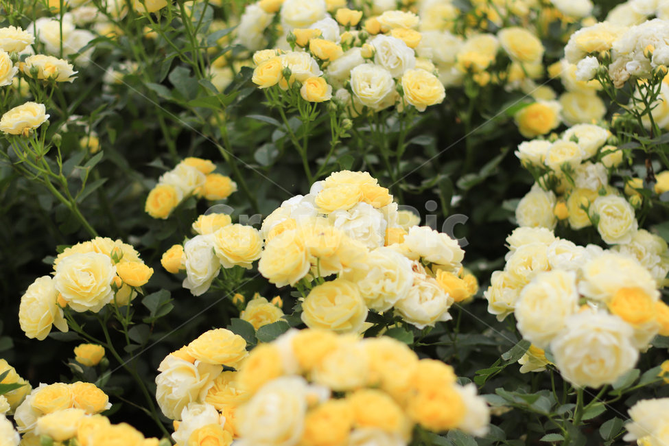 장미,rose,꽃,식물,flower,장미축제,백장미,blossom