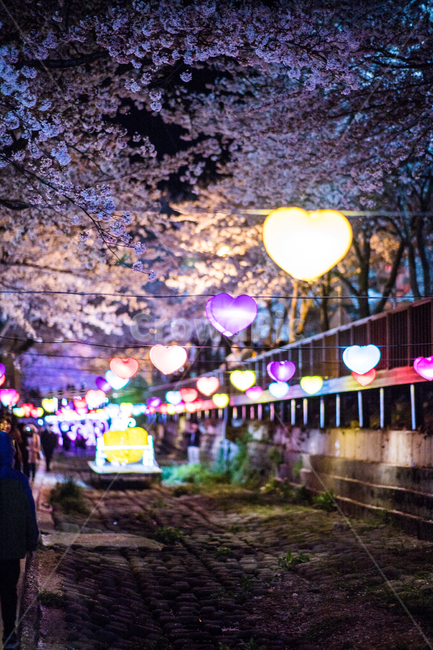 진해,여좌천,벚꽃축제,군항제,봄,봄,계절,spring,season,야경,밤,풍경,nightscape,night,landscape,축제,행사,festival,carnival,event,제전,crowd,군중