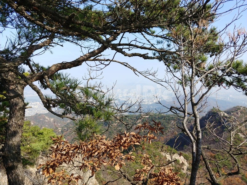 등산,가을,산행,단풍,주말,낙엽,자연,풍경,nature,landscape,tree,나무,plant,식물,tree trunk,나무 줄기