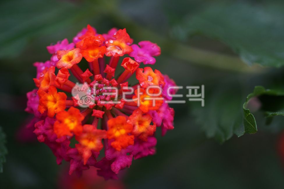 란타나,칠변화,마편초과,관상용,약용,commonlantana,두상화