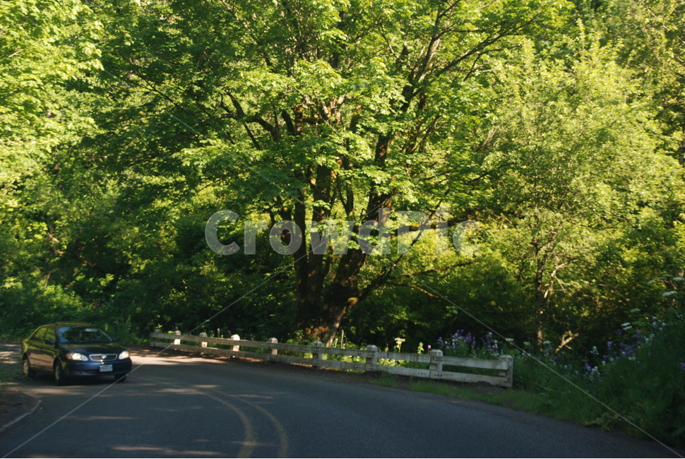 나무,차,도로,자동차,자연,nature,cars,road,trees