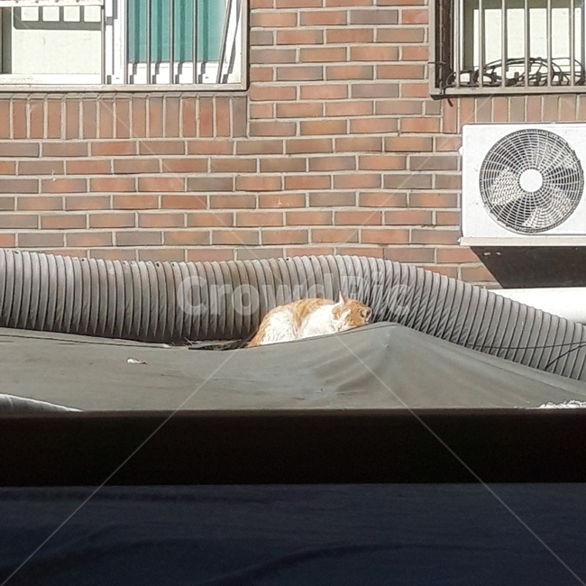 고양이,길고양이,cat,streetcat,roof,지붕위고양이