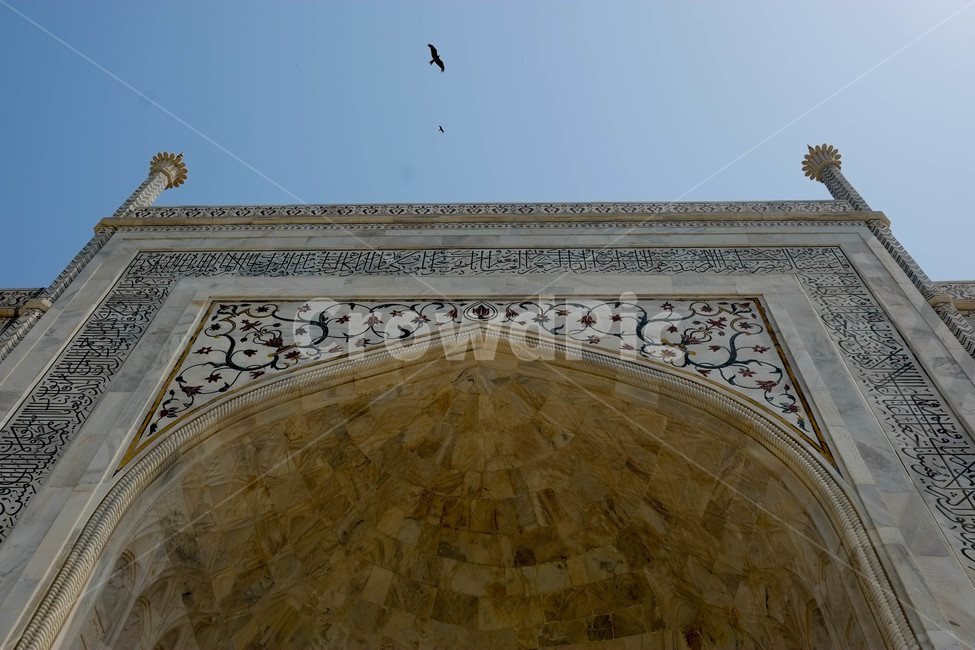 타지마할,인도,아그라,건축,유네스코세계문화유산,건물,대리석,유적,세계문화유산,샤자한,무굴제국,불가사의,화려함,보석,북인도,랜드마크,landmark,tourist attraction,해외,외국,세계,foreign,oversea,world,세계랜드마크,해외랜드마크,외국랜드마크,world landmark,world tourist attraction,건축물,건물외관,exterior,building,structure,architecture,construction,dome,둥근 천장,animal,동물,bird,새