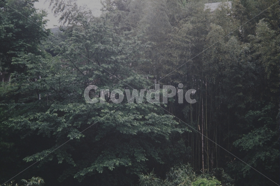 나무,나뭇잎,숲,숲속,안개,아침,새벽,새소리,감성,필름,산,필카,필름카메라,film,mountain,tree,forest,자연,풍경,nature,landscape,plant,식물