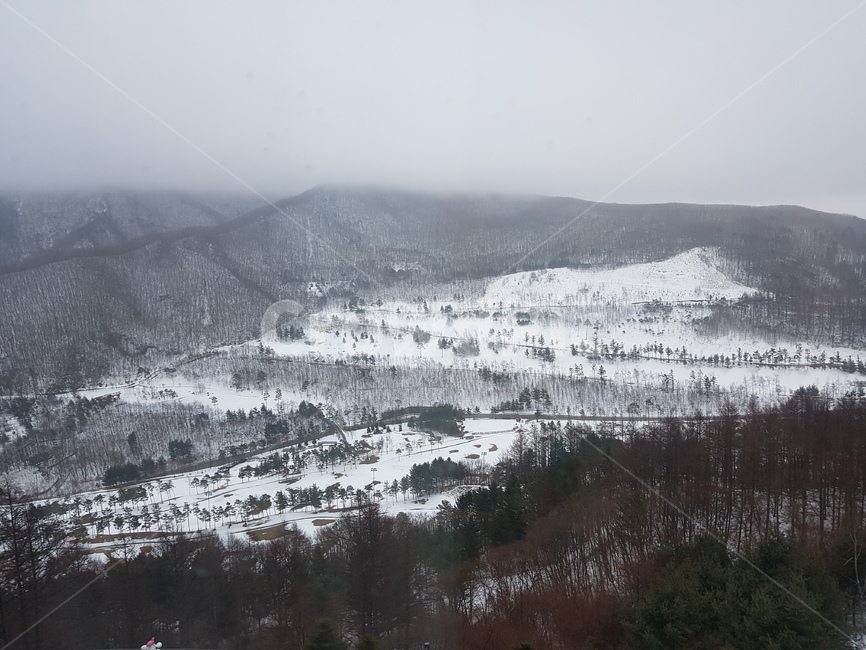 하이원,페리스호텔,나무,자연,설경,눈