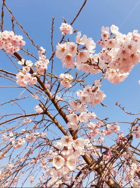 벚꽃,수양벚꽃,보라매공원,꽃구경,맑은날씨,봄,계절,spring,season,식물,자연,plants,nature,꽃,flower,plant,blossom