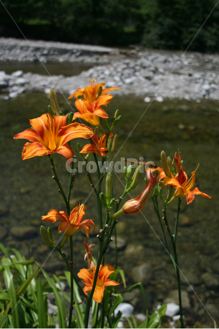 홑왕원추리,원추리,식물,flower,plants,nature,꽃,꽃봉오리,식물,자연,plants,nature,꽃,flower