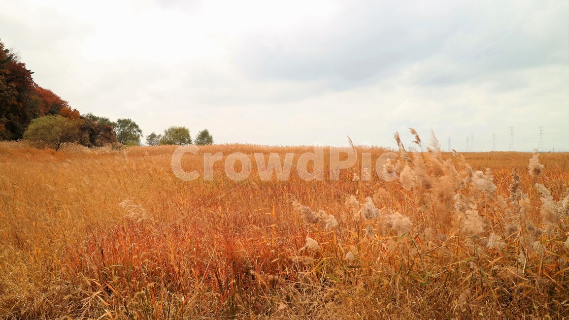 갈대,가을,억새,자연,풀,나무,하늘,구름,가을,계절,fall,autumn,season,field,들,grassland,목초지,outdoors,옥외,grass,잔디,plant,식물,nature