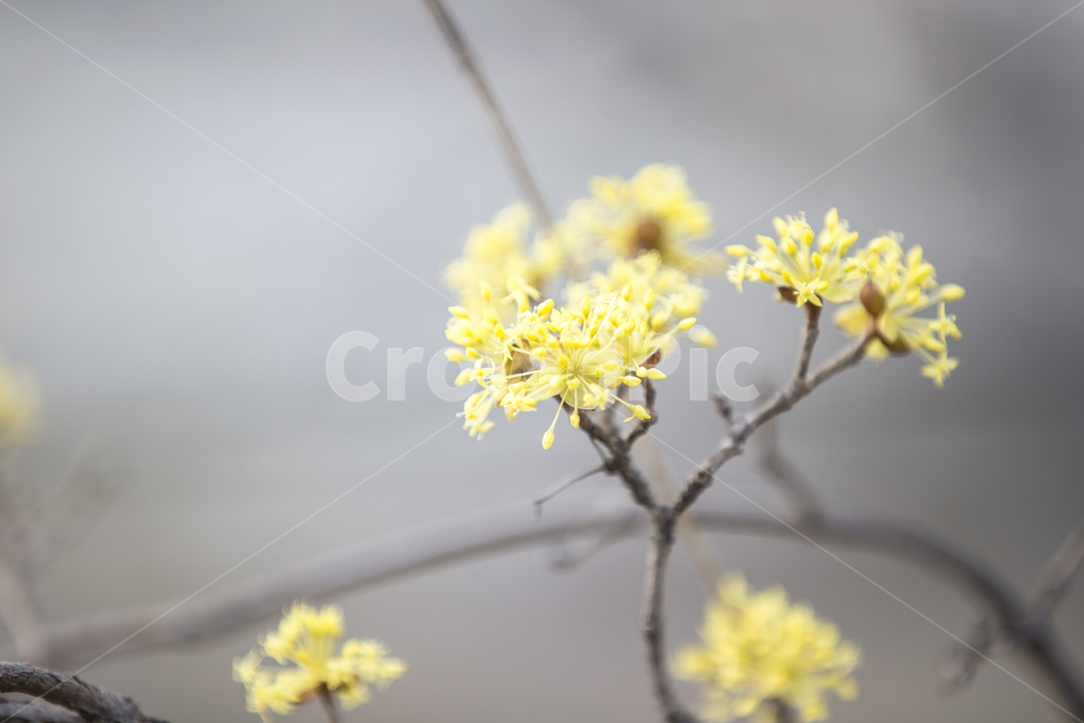 유채꽃,봄꽃,rapeflower,플라워,스프링,spring,노란꽃,식물,봄,계절,spring,season,식물,자연,plants,nature,꽃,flower,plant