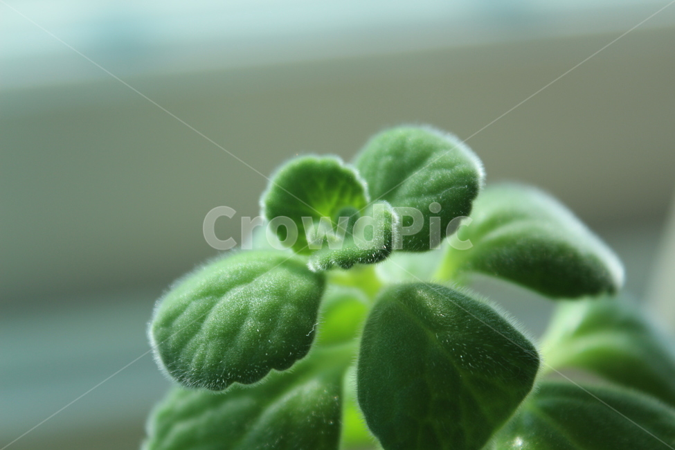 leaf,잎,허브,herbs,초록,식물,green