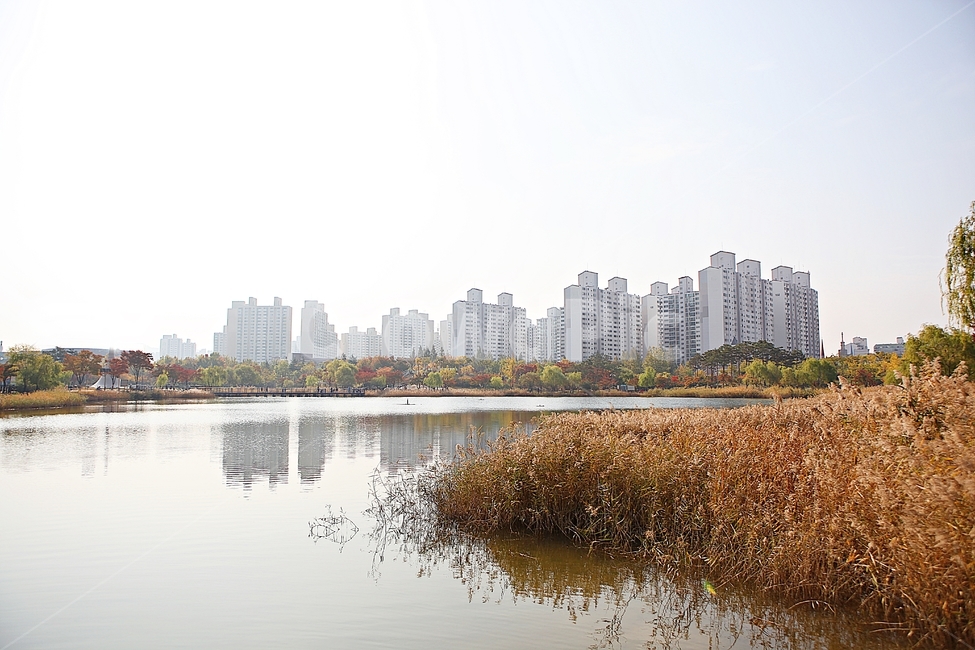 부천호수공원,호수,갈대,억새,식물,자연,풍경,풀,잡초,공원,가을,계절,fall,autumn,season,자연,풍경,nature,landscape,land,땅,outdoors,옥외,water,물