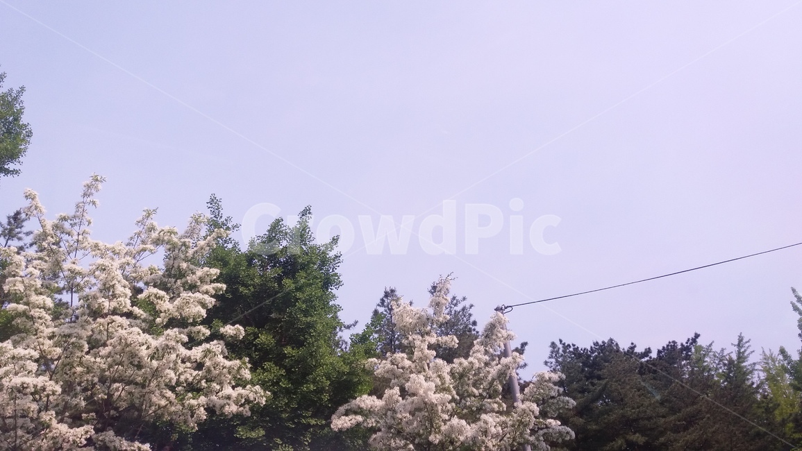 꽃,flower,하얀꽃,white,나무,초록