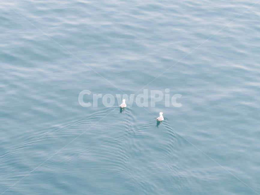 갈매기,바다,새,바다새,물결,물,seagull,sea,bird,wave,water,blue,동물,animal,조류,새,birds