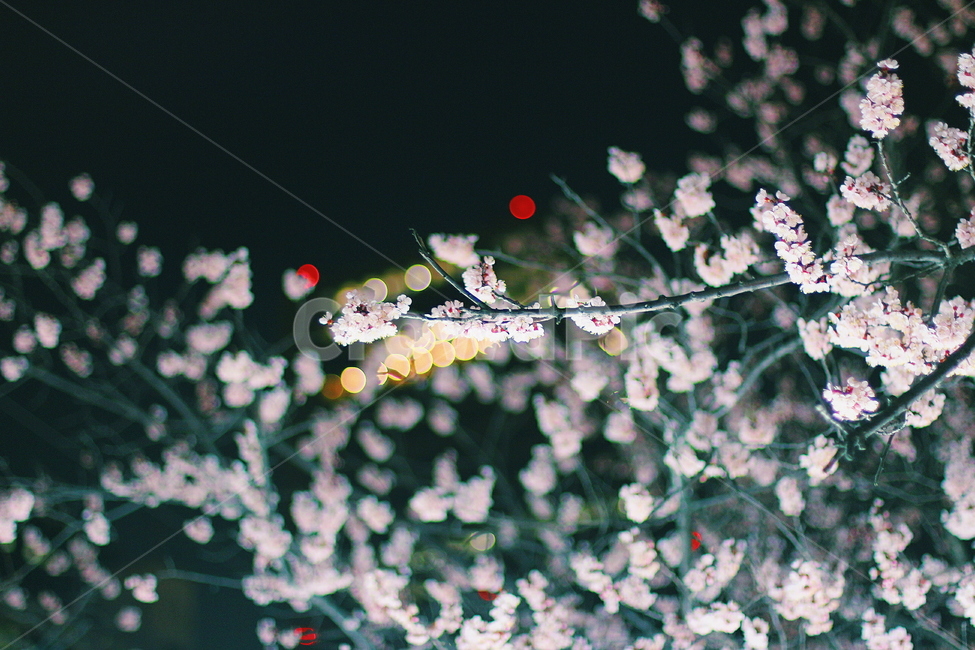 봄,벚꽃,한강,야경,밤도깨비야시장,서울,분위기,꽃,아웃포커싱,봄,계절,spring,season,야경,밤,풍경,nightscape,night,landscape,식물,자연,plants,nature,꽃,flower,감성,sensible,feeling,plant,cherry blossom,blossom
