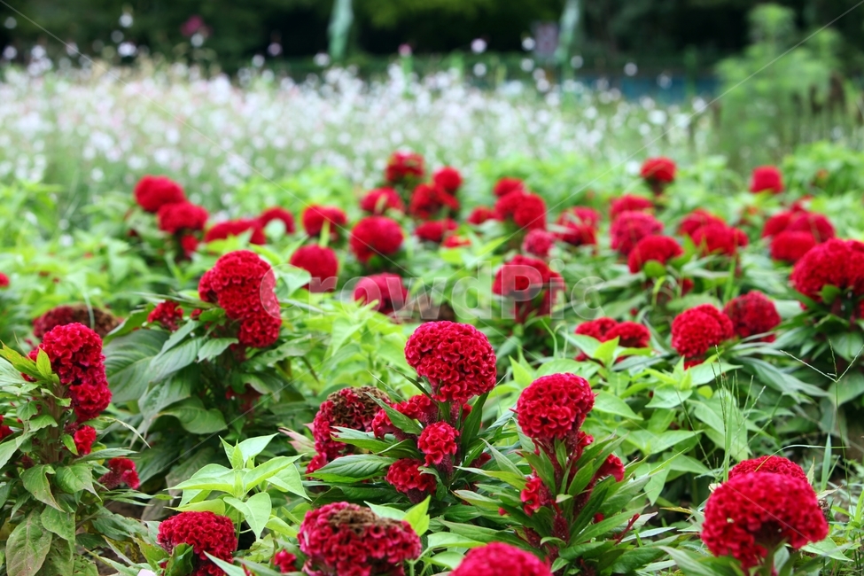 blossom,flower,꽃,식물,plant,맨드라미,식물,자연,plants,nature,꽃,flower