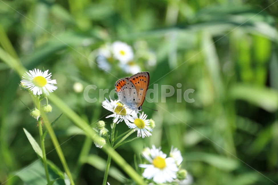 나비,자연,곤충,insect,식물,butterfly,풀,꽃,동물