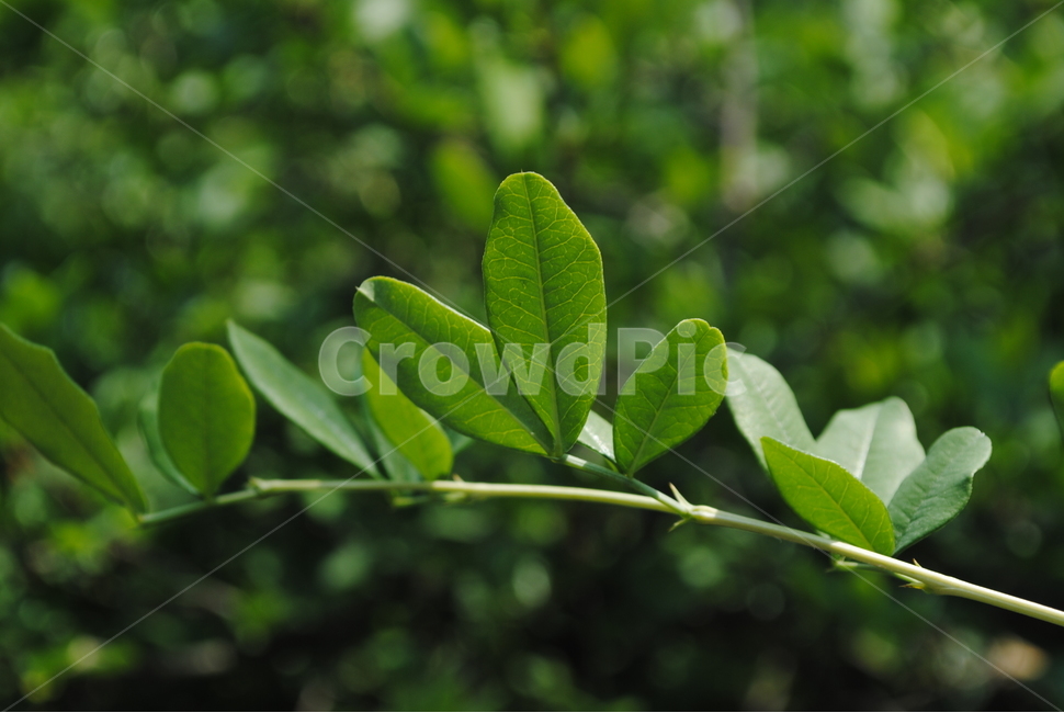 자연,나무,나뭇잎,초록,푸른,골담초,잎,이파리,식물,자연,plants,nature