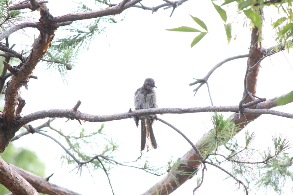 accipiter,bird,새,동물,animal,매,더위,목욕,샤워,shower,hot,동물,animal,조류,새,birds