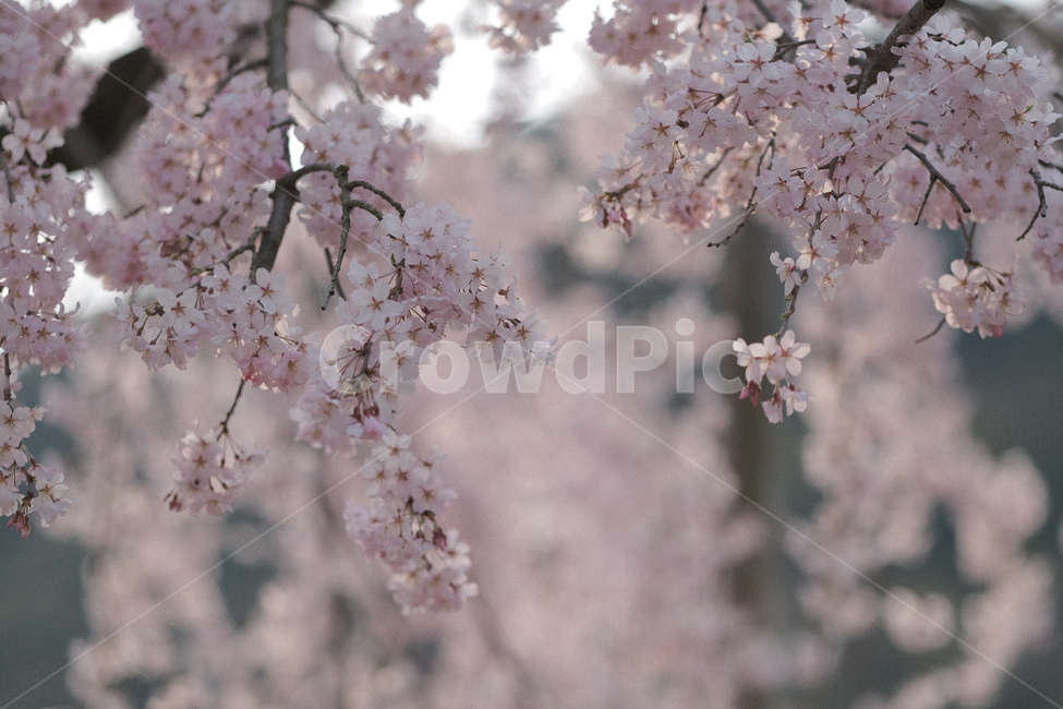 벚꽃,봄꽃,flower,cherryblossoms,pink,분홍,봄,계절,spring,season,식물,자연,plants,nature,꽃,flower,plant,blossom,cherry blossom