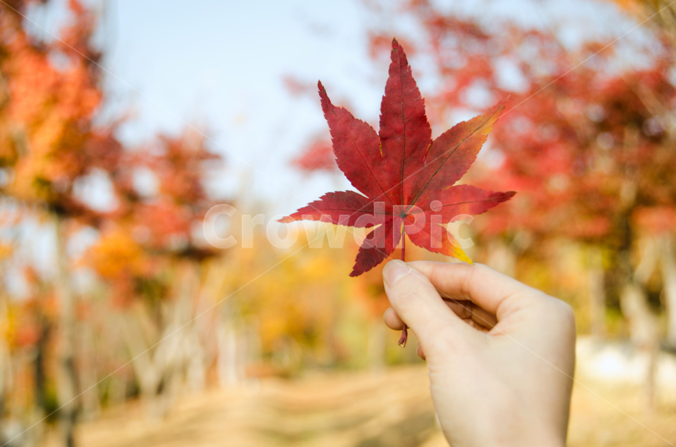 단풍,낙엽,손,가을,자연,아름다운,여성,사람,손가락,여자,숲,나무,공원,빨간,배경,식물,시즌,잎,컨셉,계절,단풍잎,단풍나무,가을,계절,fall,autumn,season,사람,인물,인간,human,person,신체일부,몸,body