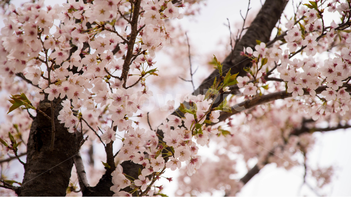 벚꽃,봄,봄하늘,나무,꽃놀이,봄,계절,spring,season,식물,자연,plants,nature,꽃,flower,plant,blossom