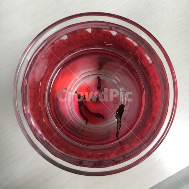 비트차,잉크,색이번지는,티잔,붉은색,찻잔,투명한컵,투명컵,음료수,drink,beverage