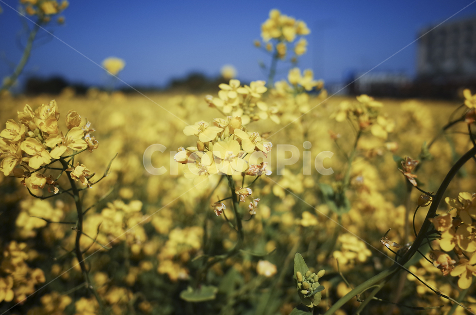 유채꽃,유채,plant,식물,flower,꽃,yellow,green,봄꽃,노란꽃,노란,초록,노랑,봄,계절,spring,season,식물,자연,plants,nature,꽃,flower