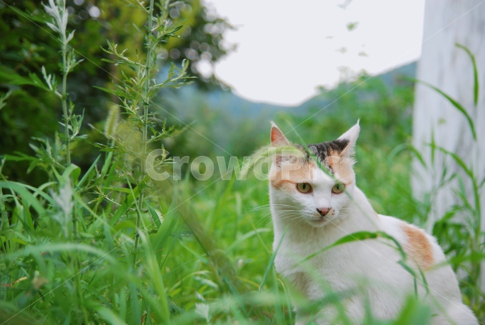 고양이,자연,풀,산,초록,동물,animal,포유류,mammal,고양이,cat,kitten,kitty