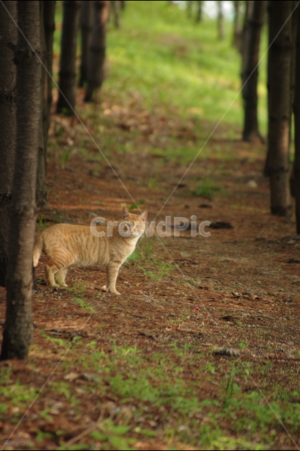 고양이,길냥이,동물,스냅,길거리,냥이,cat,animal,photography,photo,줄무늬,태비,배경사진,코숏,코리안숏헤어,동물,animal,포유류,mammal,고양이,cat,kitten,kitty