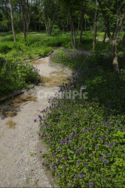 초록,나무,잎,꽃,flower,식물,plant,계절,봄,spring,숲,자연,풍경,nature,landscape,ground,바닥,gravel,자갈,road,도로,dirt road,흙길