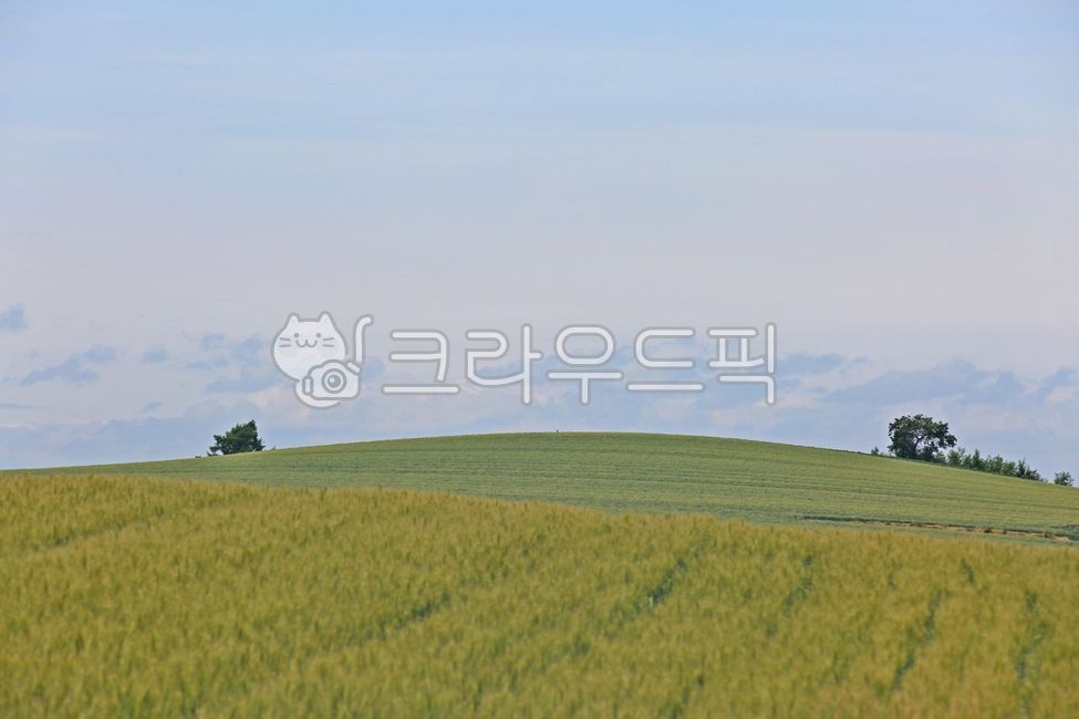 nature, 자연, field, 들판, farm, 사진,이미지,일러스트,캘리그라피 - SAFETY MAN작가
